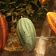Variedades del cacao. Foto: Tamorlan